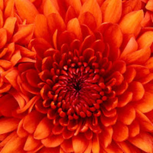 mervegnaydn_1 avatar