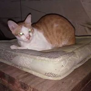 karo_hunziker avatar