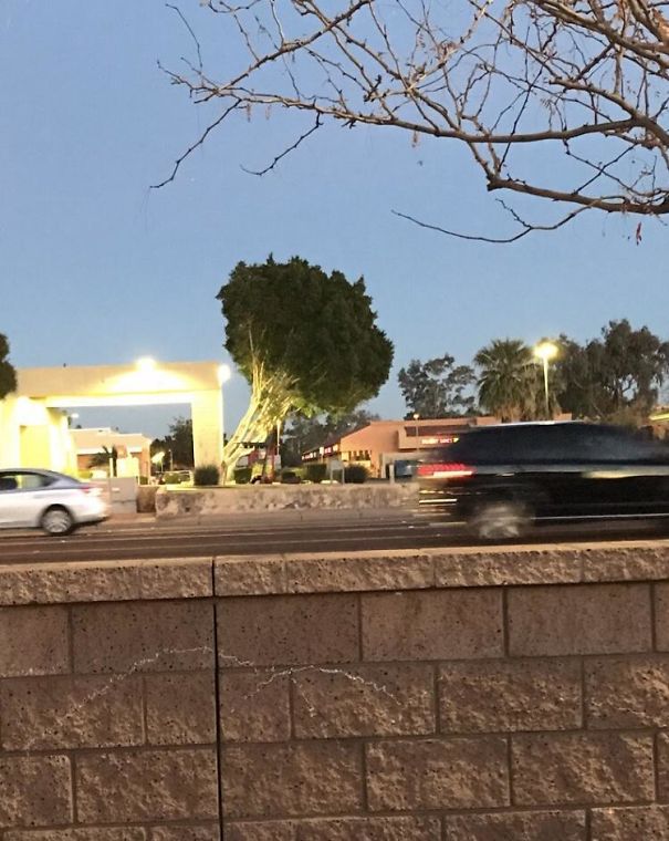 This Tree Looks Like A Giant Broccoli