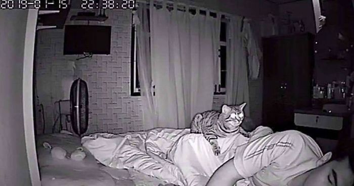Man Sets Up Secret Camera To Record What His Cat Does At Night And It’s Hilarious