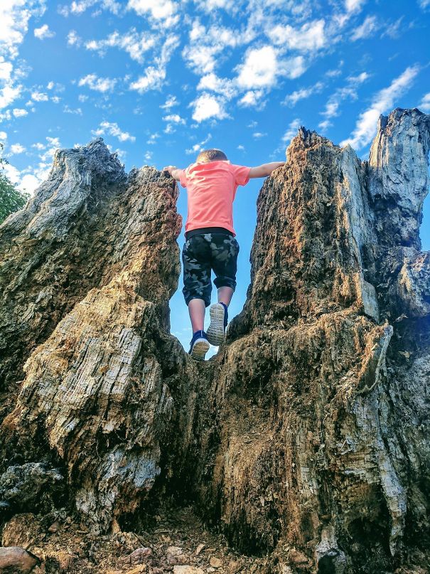 My Boy Climbing An Old Rotten Tree Stump Looks Like A Giant Climbing Mountains