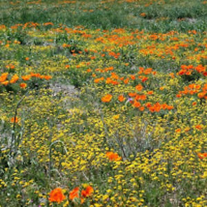 rebeccabendickson avatar