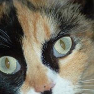 katepotter594 avatar