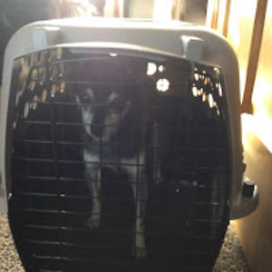 taylerlsattler avatar