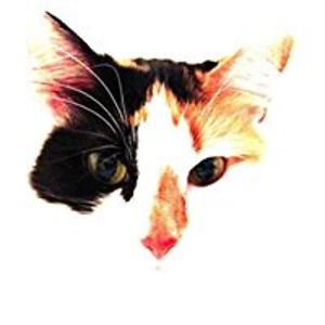 lynne_thornton001 avatar