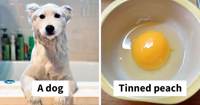 44 Things That Look Like Other Things