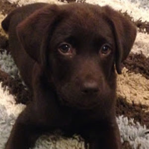 tillmanshiplett avatar