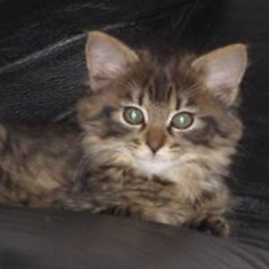 valerie_shepherd avatar