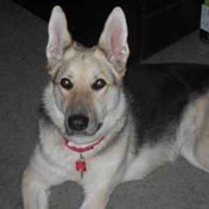 denisetornick avatar