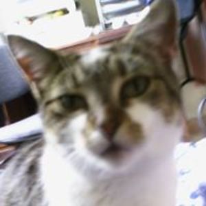 snausagethecat avatar