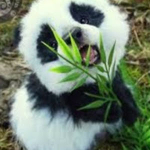 angelicaolivienirivera avatar