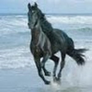 wangjemmajiaqi avatar