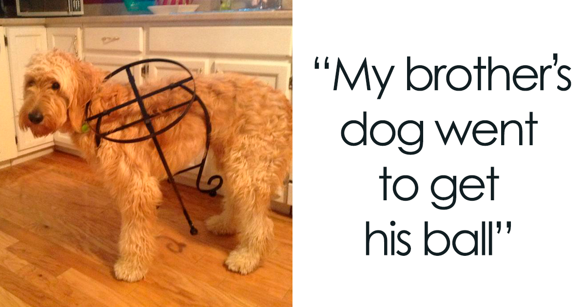 30 Ridiculously Adorable Pics Of Big Goldendoodles