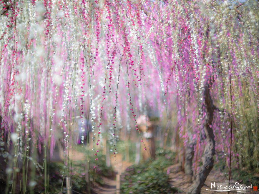 I Captured Spring In Japan