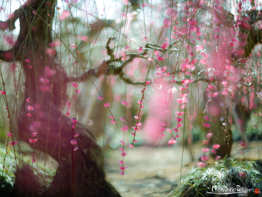 I Captured Spring In Japan