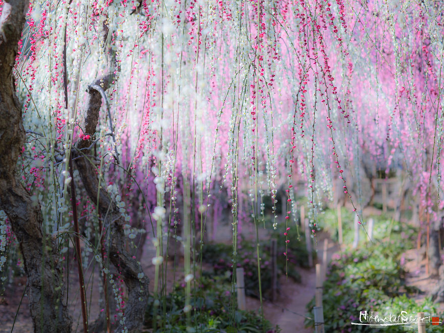I Captured Spring In Japan