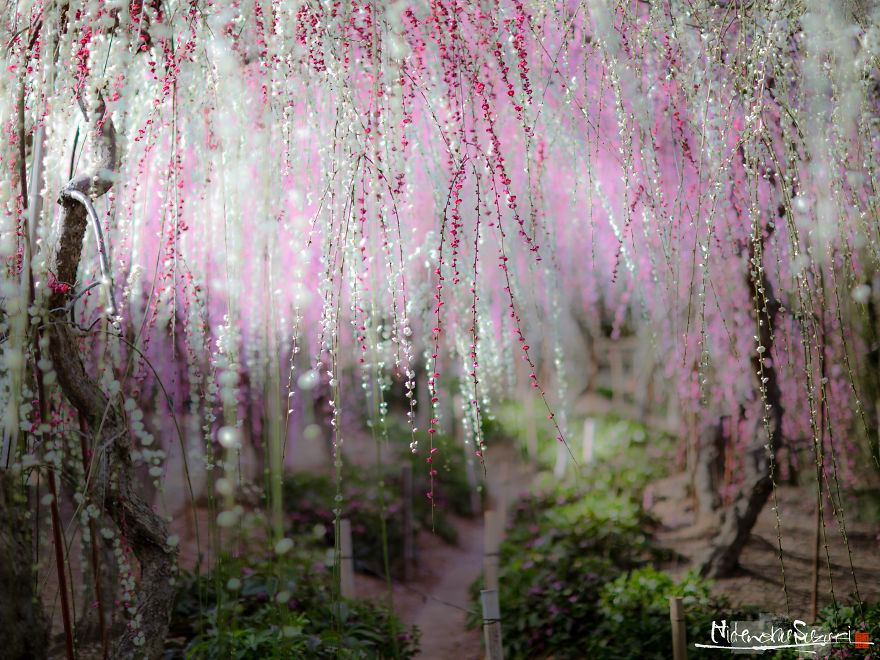 I Captured Spring In Japan