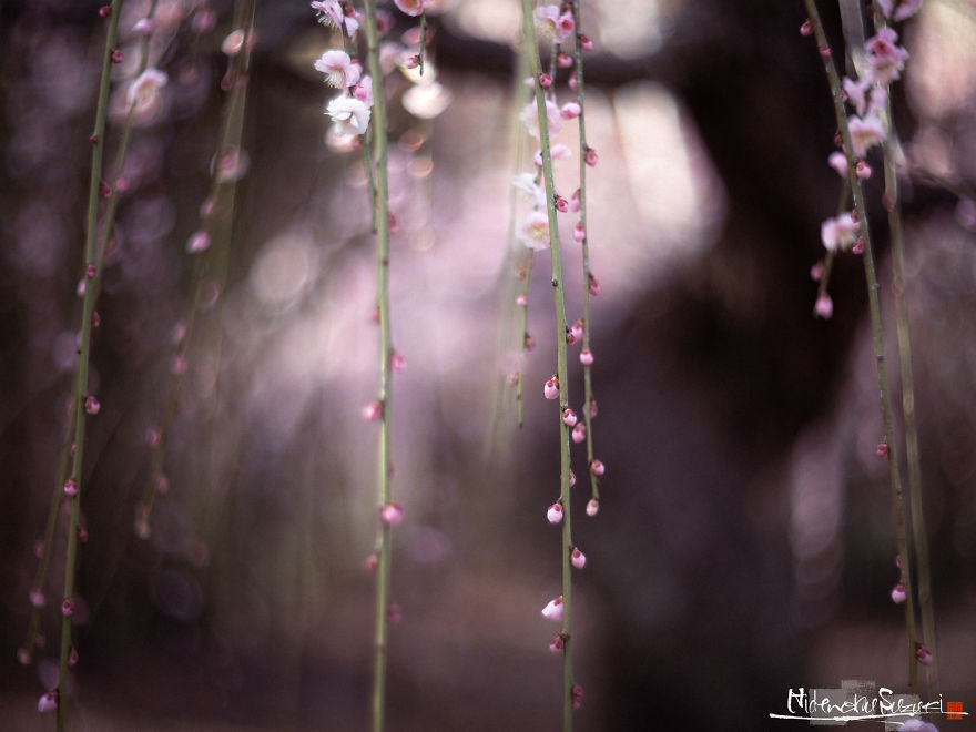 I Captured Spring In Japan