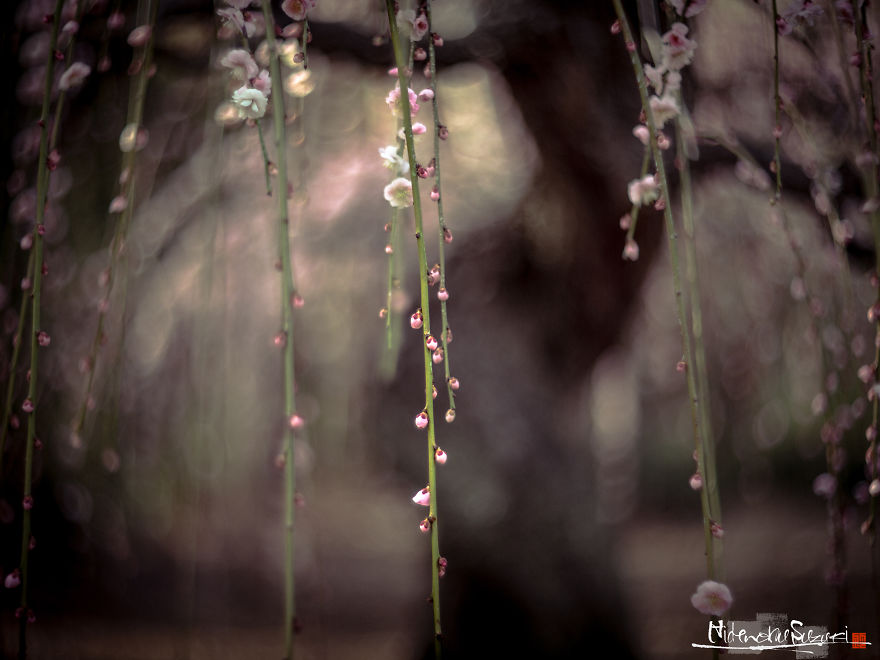 I Captured Spring In Japan