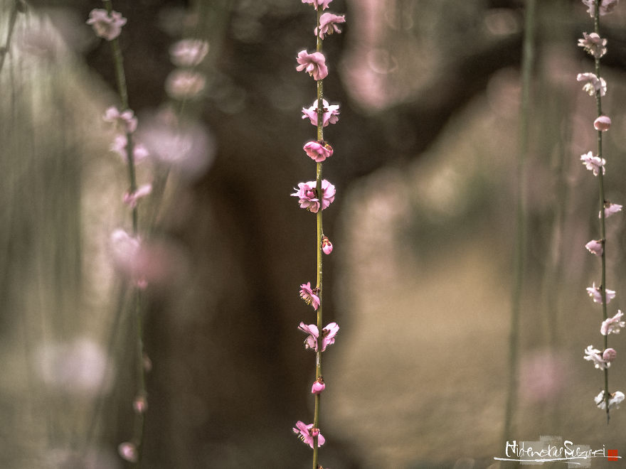 I Captured Spring In Japan