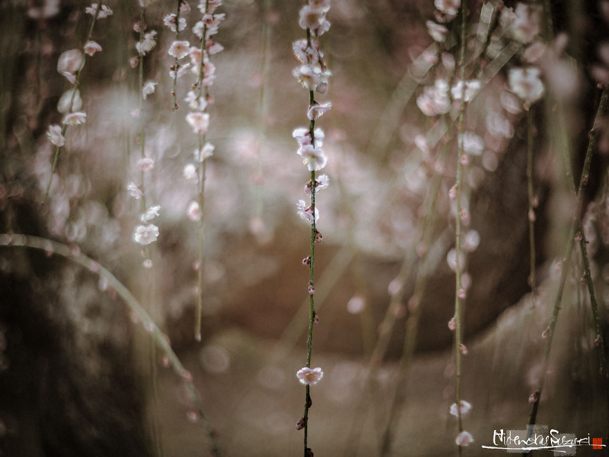 I Captured Spring In Japan