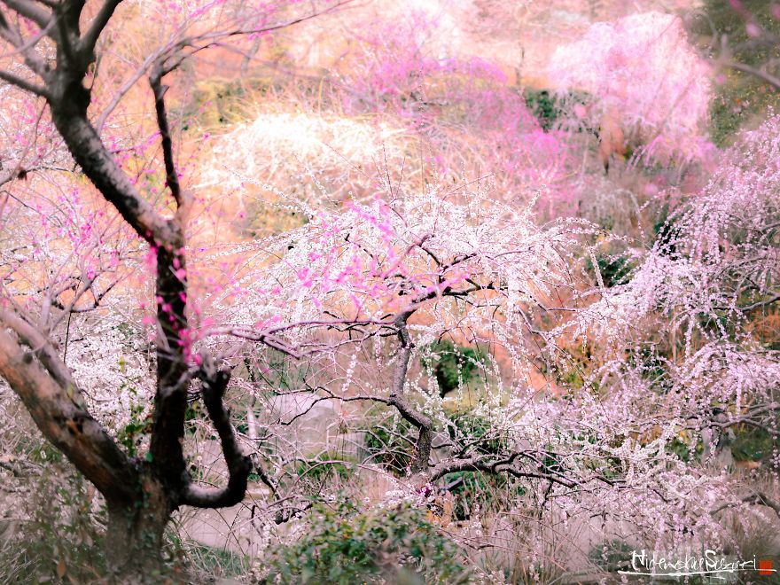I Captured Spring In Japan