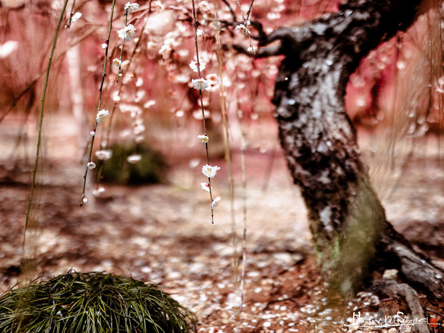 I Captured Spring In Japan