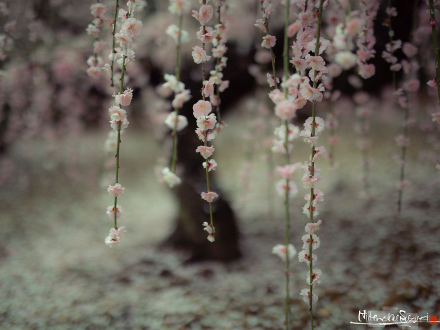 I Captured Spring In Japan