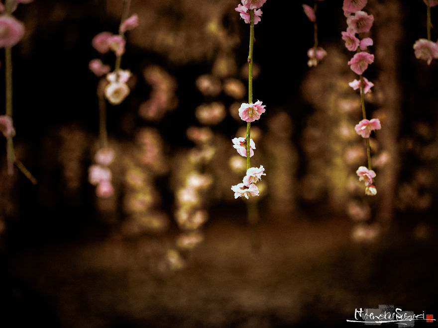 I Captured Spring In Japan