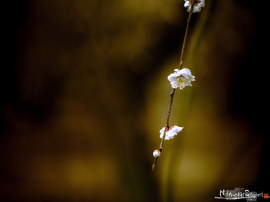 I Captured Spring In Japan