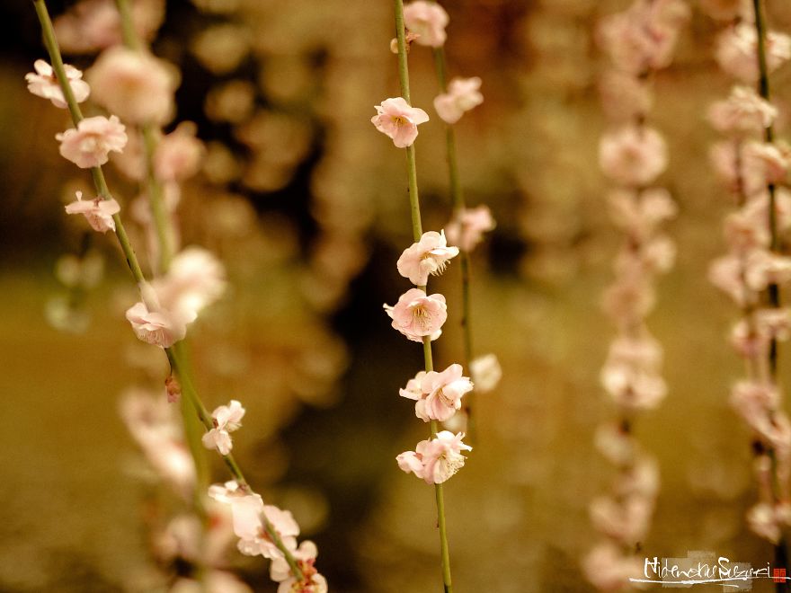 I Captured Spring In Japan