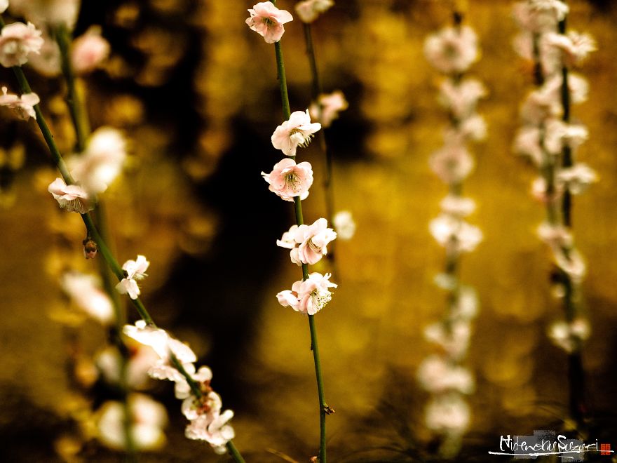 I Captured Spring In Japan