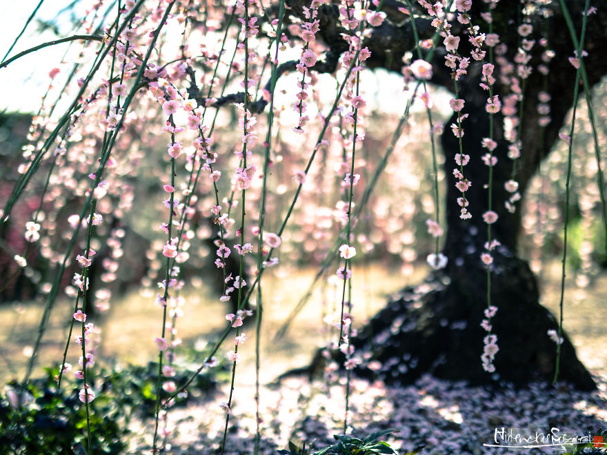 I Captured Spring In Japan