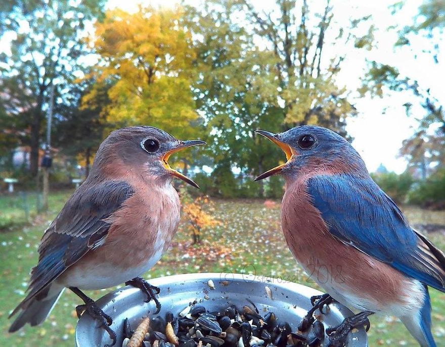 Woman Feeds Birds And Captures Stunning Close-Up Photos While Eating (New Pics)