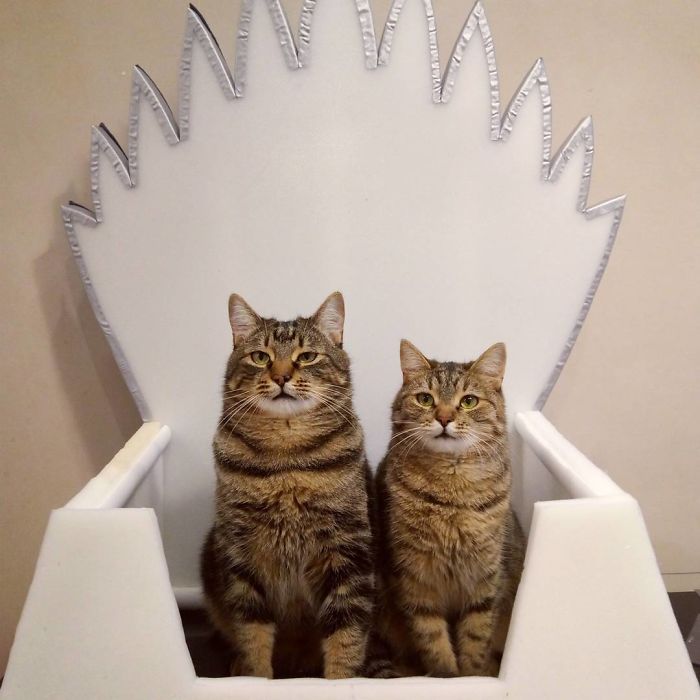 Handmade Game Of Thrones Beds For Pets Who Rule The Household