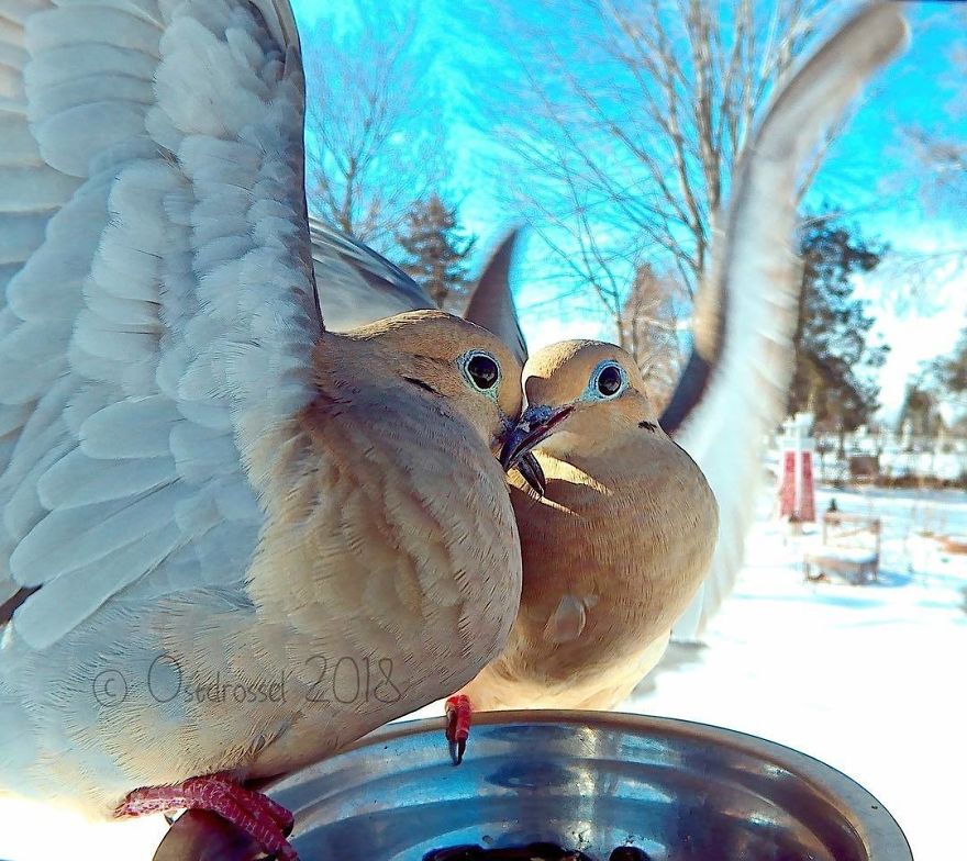 Woman Feeds Birds And Captures Stunning Close-Up Photos While Eating (New Pics)