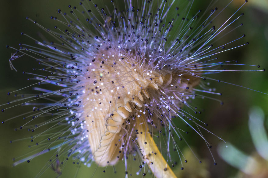 Best From Mushrooms Hunter Photography In 2018