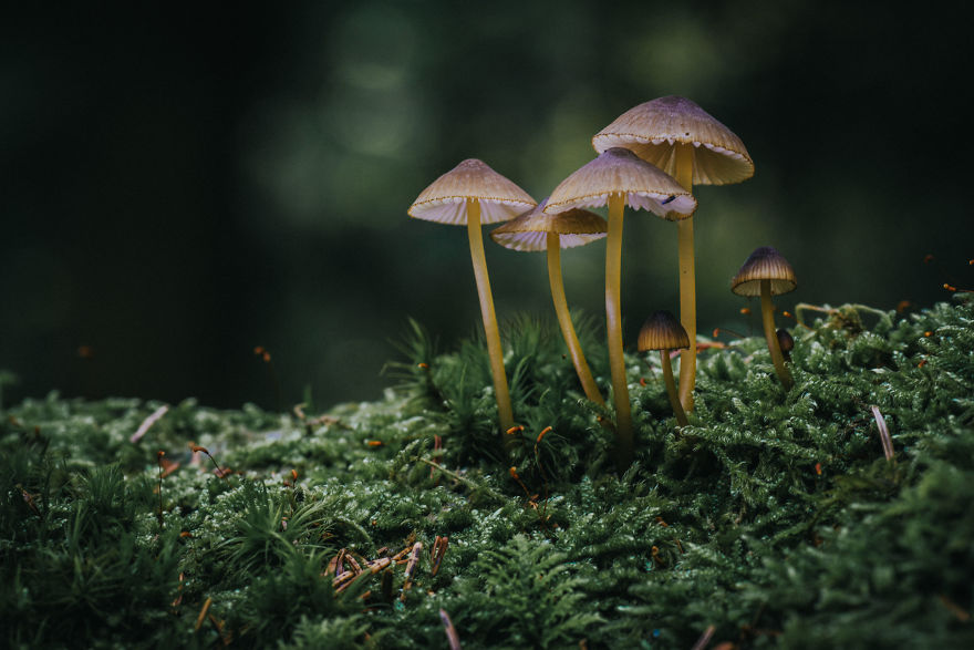 Best From Mushrooms Hunter Photography In 2018
