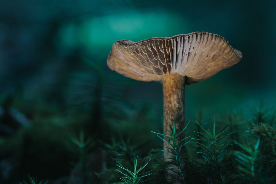 Best From Mushrooms Hunter Photography In 2018