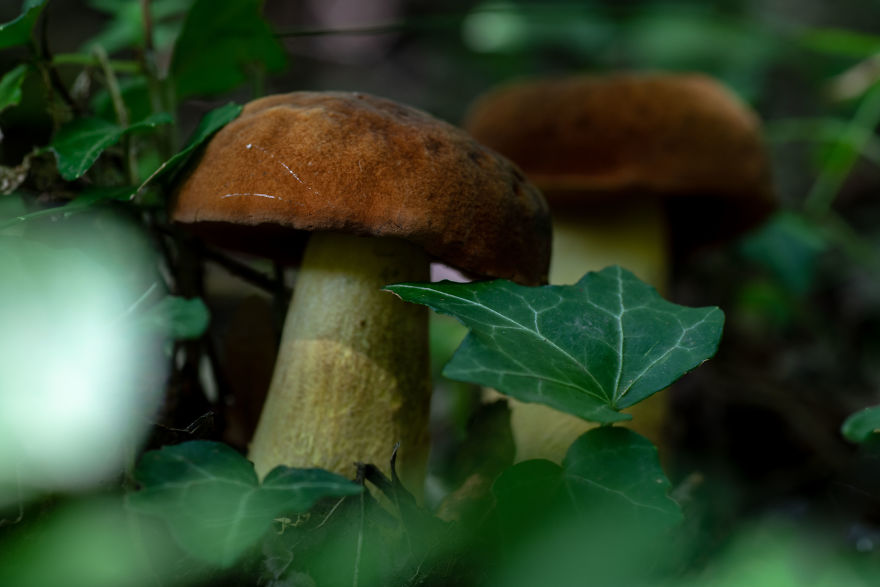 Best From Mushrooms Hunter Photography In 2018