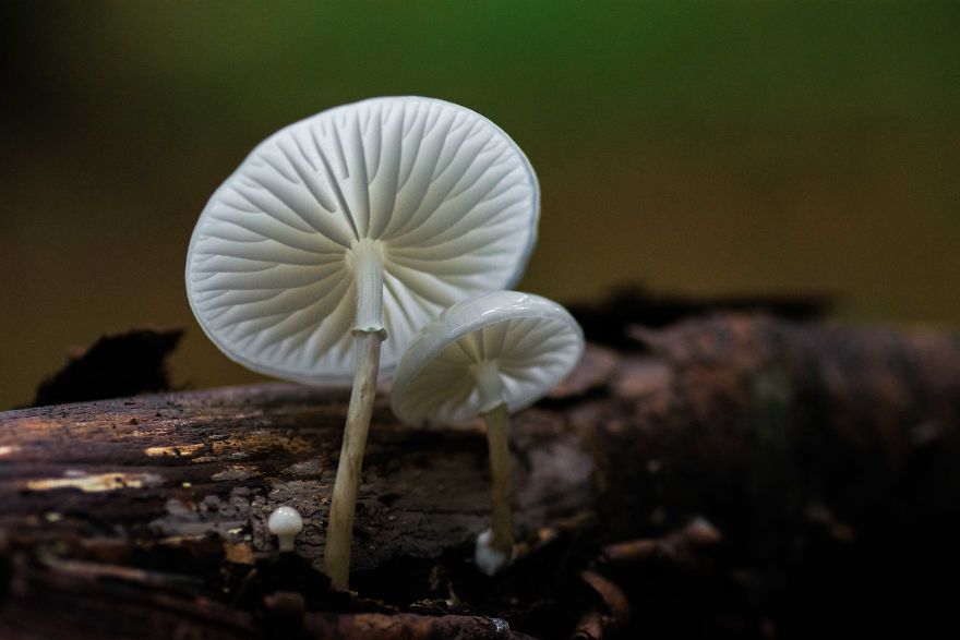 Best From Mushrooms Hunter Photography In 2018