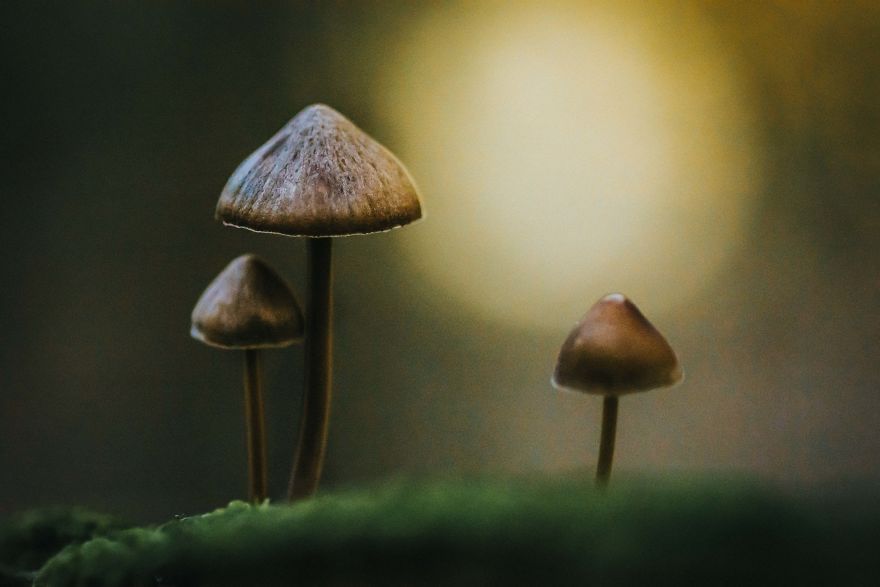 Best From Mushrooms Hunter Photography In 2018