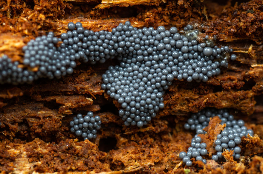 Best From Mushrooms Hunter Photography In 2018