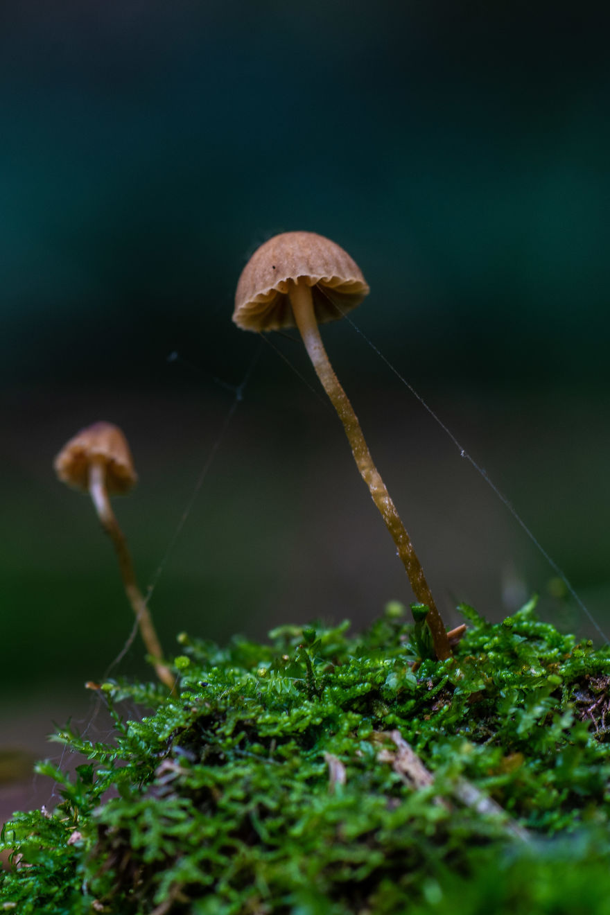 Best From Mushrooms Hunter Photography In 2018