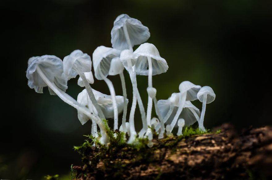 Best From Mushrooms Hunter Photography In 2018