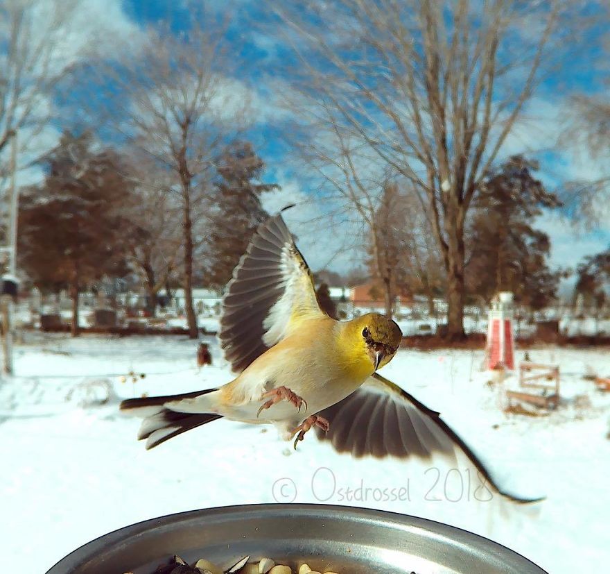 Woman Feeds Birds And Captures Stunning Close-Up Photos While Eating (New Pics)