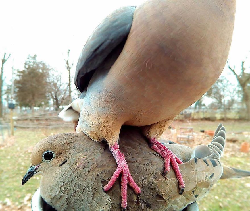 Woman Feeds Birds And Captures Stunning Close-Up Photos While Eating (New Pics)
