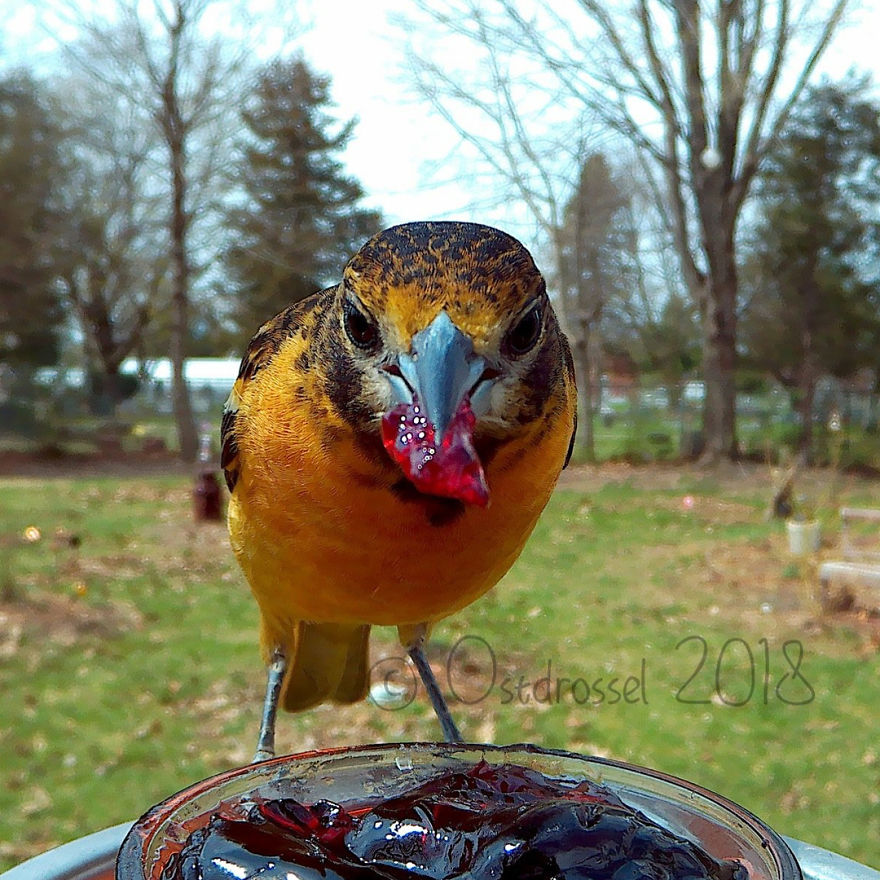 Woman Feeds Birds And Captures Stunning Close-Up Photos While Eating (New Pics)