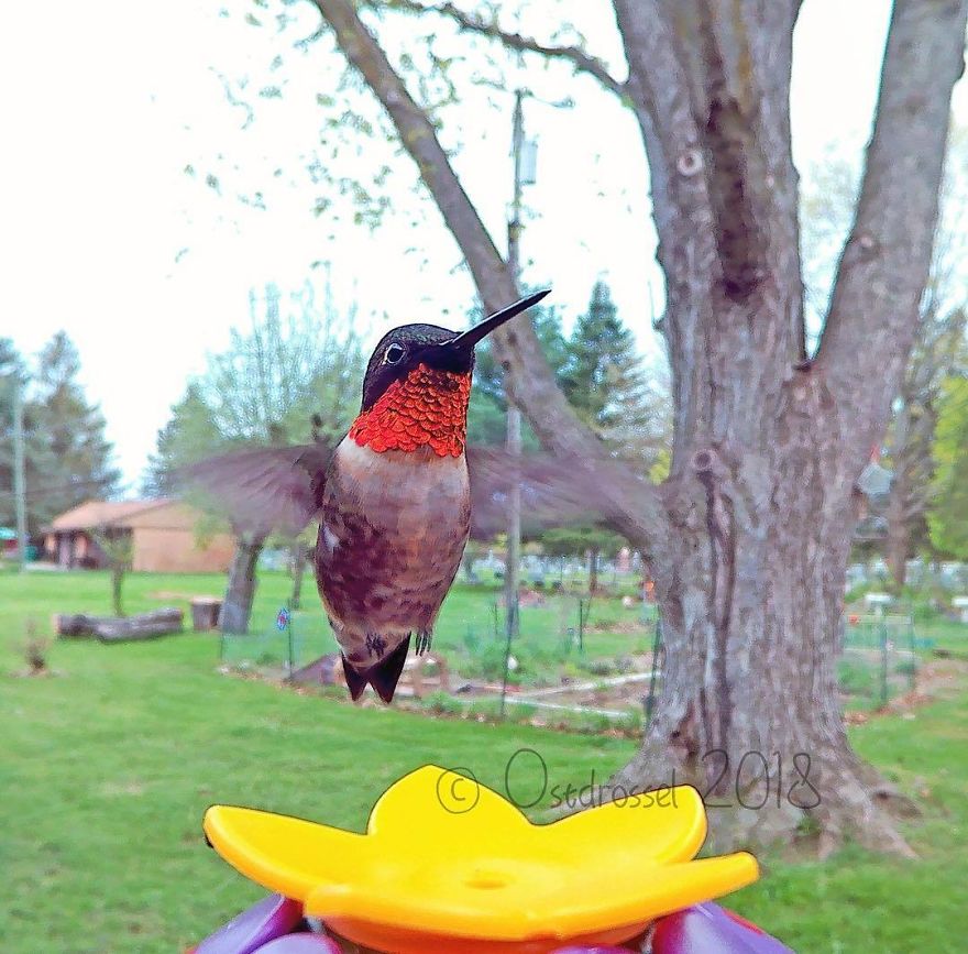 Woman Feeds Birds And Captures Stunning Close-Up Photos While Eating (New Pics)