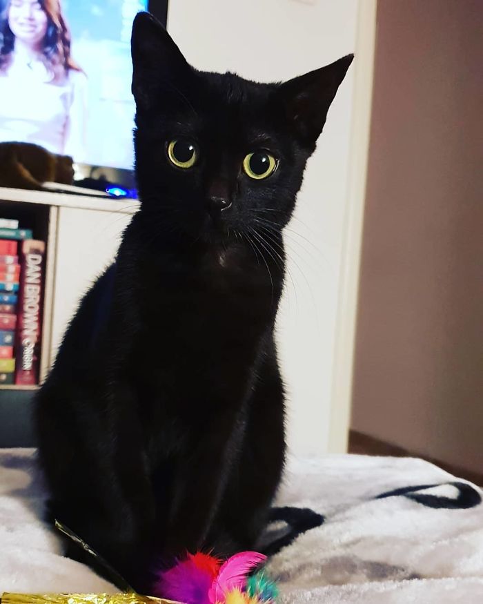 A Year Ago Our Adopted Kitten Was Fighting For Her Life, Now She's Full Of Life And Half The Size Of A Normal Cat